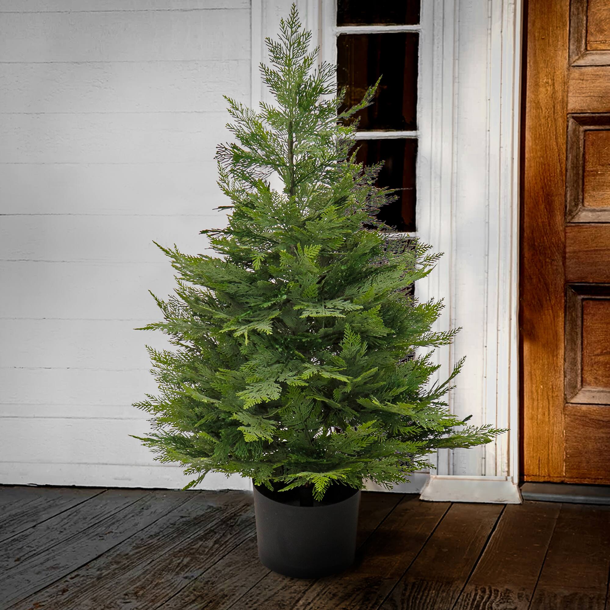 3ft. Cypress Tree In Nursery Pot